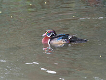 Colorful Male Wood Duck Or Carolina Duck Swimming Seen In Profile (Aix Sponsa)