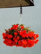 Red Begonias In Hanging Flower Pot. Decoration. 