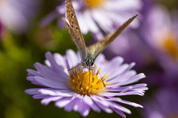 Aster flower with butterfly. Beautiful nature summer background. (Symphyotrichum novi-belgii) (Pararge aegeria)