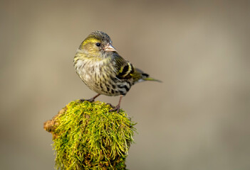 Wall Mural - Siskin ( Carduelis spinus ) bird close up