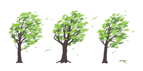Wall Mural - Set of Old Trees in Windy Weather