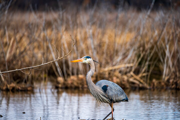 Wall Mural - great blue heron