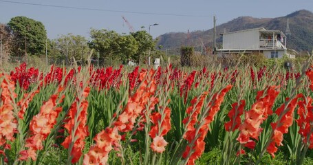 Sticker - Beautiful gladiolus flower in the farm