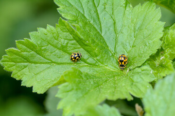 Wall Mural - Two ladybugs  on green leaf