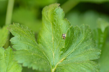 Wall Mural - A  Ladybird on green leaf in nature