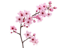 Pink Spring Cherry Blossom. Cherry Tree Branch With Spring Pink Flowers Isolated On White
