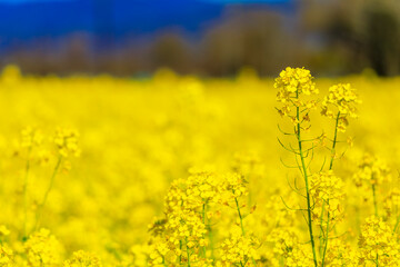 Wall Mural - Yellow mustard flowers between grape vines in Napa Valley, California, USA