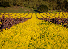 Golden Yellow Mustard Flowers Blooming Between Grape Vines At A Vineyard In The Spring In Yountville Napa Valley, California, USA At The Golden Hour Of Sunsset