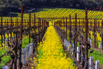 Wall Mural - Golden yellow mustard flowers blooming between grape vines at a vineyard in the spring in Yountville Napa Valley, California, USA