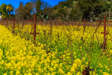 Wall Mural - Golden yellow mustard flowers blooming between grape vines at a vineyard in the spring in Yountville Napa Valley, California, USA