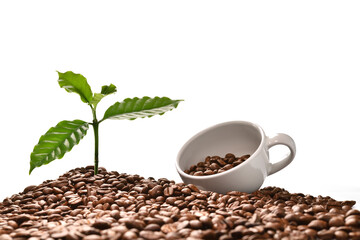 Wall Mural - Coffee tree and coffee cup on a pile of coffee beans isolated on white background, good coffee beans come from good breed of cofffee