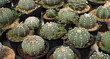 Astrophytum Cactus i
