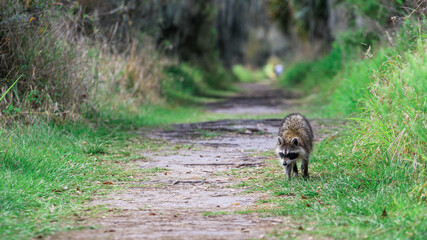 Poster - Raccoon walking down a dirt path