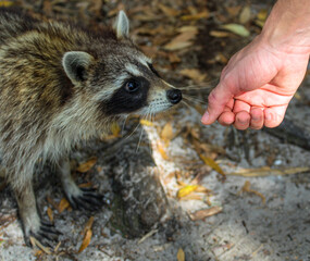 Poster - Raccoon approaching a human hand 