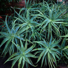 A Large Cluster Of Candelabra Aloe Plants Growing In A Front Garden. Aloe Arborescens