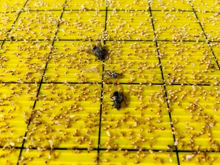 Glue board traps fly and insects