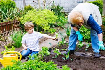 Cute little preschool kid boy and grandmother planting green salad in spring. Happy blond child and elderly woman, grandmum having fun together with gardening. Kid helping in domestic vegetable garden