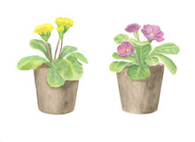 Yellow And Purple Flowers In Pots. Watercolour Illustration. Set Of Plants.
