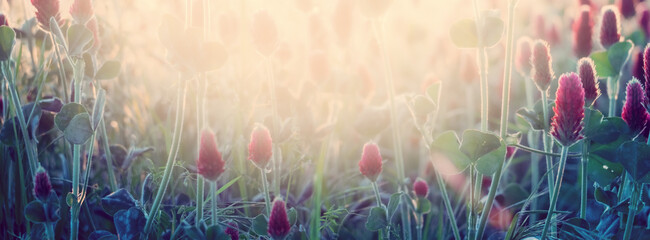 Canvas Print - Clover flowers in a spring meadow