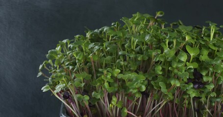 Wall Mural - MicroGrass. Radish sprouts. Spraying with water.