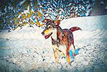 Dog In Mountain Winter Landscape. Profile Portrait.