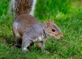 Wall Mural - The eastern gray squirrel (Sciurus carolinensis), also known as the grey squirrel depending on region, is a tree squirrel in the genus Sciurus.