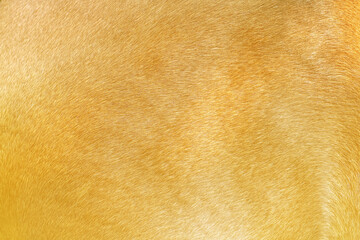 Wall Mural - Gold  horse fur texture nature for background