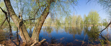 Flooded Low Shore Of River With Old Willow On A Foreground