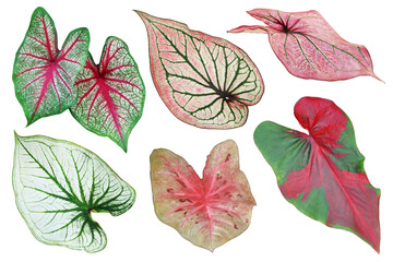 Wall Mural - Set of Tropical Caladium Leaves Isolated on White Background with Clipping Path