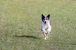 © Fotostudio Gerth - Border Collie