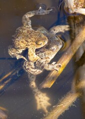 Common or European toad brown colored, Mating toads