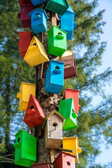 Wall Mural - Multicolored colorful birdhouses for birds in the spring sunny forest