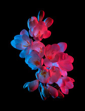 White Freesia Flowers Blooming, Pink And Blue Neon Light, Top View. Isolated On Black Background.