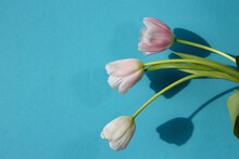 Close-up Of Three Pale Pink Tulips In Natural Sunlight On A Blue Background For A Banner