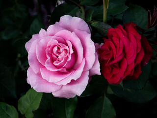 Wall Mural - Pink and Red Roses Flowers Blooming