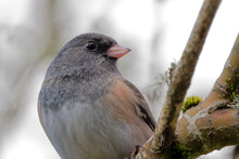 Closeup Shot Of A Dark-eyed Junco On A Tree Branch