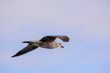 Wall Mural - Seagull Water Bird Animal