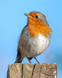 European Robin Perched on Top of a Fence Post