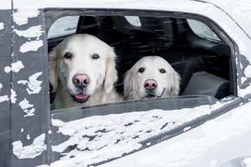 Two golden retrievers sit in a snow-covered car and look out the open window. A trip for a winter walk with your pets.