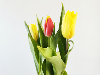 Closeup shot of a bunch of colorful tulips isolated on a white background