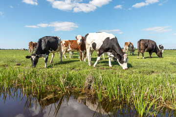 Sticker - Grazing cows at the bank of a creek, reflected in the water typical landscape of Holland, flat land and water and a horizon with blue sky and white clouds