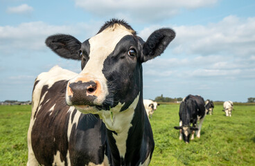mature cow, black and white curious and silly, gentle surprised look, in a green field, blue sky