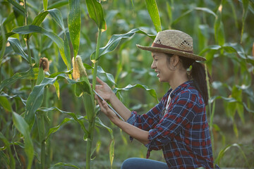 asian woman farmer with digital tablet in corn field, Beautiful morning sunrise over the corn field. green corn field in agricultural garden and light shines sunset in the evening Mountain background