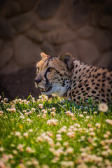 Canvas Print - Closeup of an angry hunting cheetah