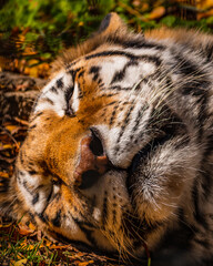 Canvas Print - Closeup of a tiger sleeping on the ground