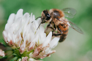 bee on a flower