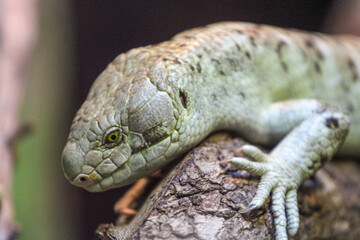 Wall Mural - Tree Climbing Skink / Lizard 