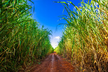 Sugarcane Plantation, Agriculture And Development

