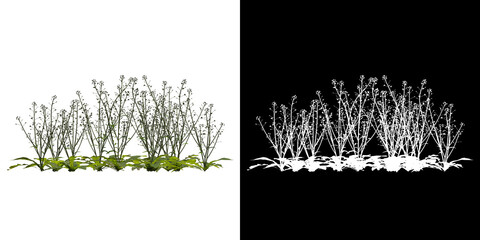 Wall Mural - Left view of tree (Capsella Bursa Pastoris) png with alpha channel to cutout 3D rendering