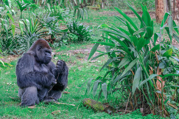 Wall Mural - Lowland Gorilla Silverback 